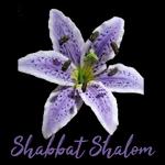 Shalom